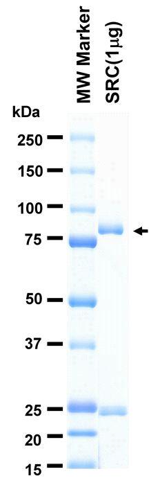 The purity was assessed by SDS-PAGE/CBB staining.
